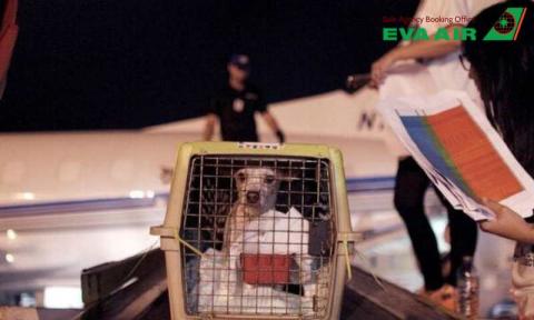 Thủ tục nhập cảnh chó mèo EVA Air vào Mỹ: Hướng dẫn đầy đủ